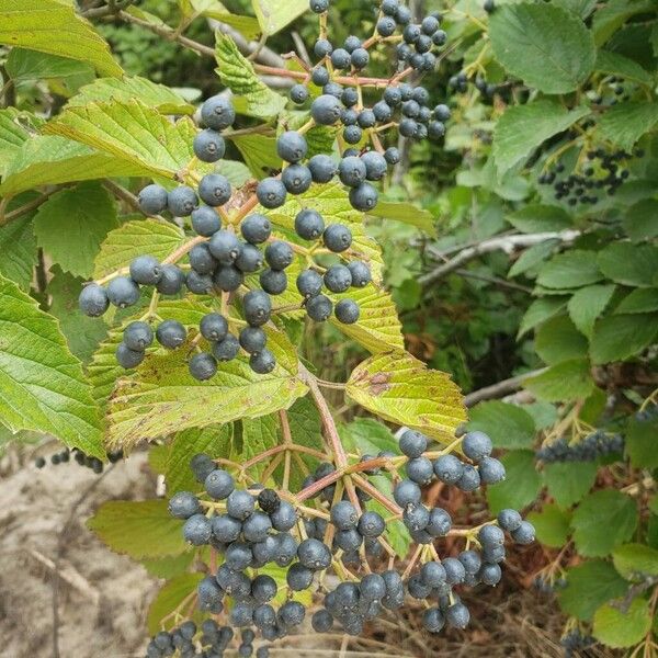 Viburnum dentatum Fruto