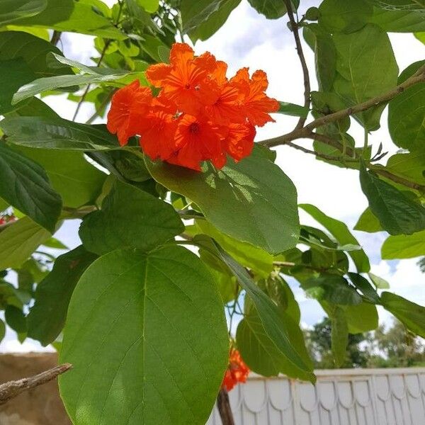 Cordia senegalensis Flower