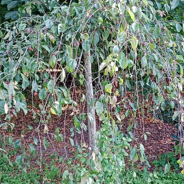 Malus hupehensis Habitatea