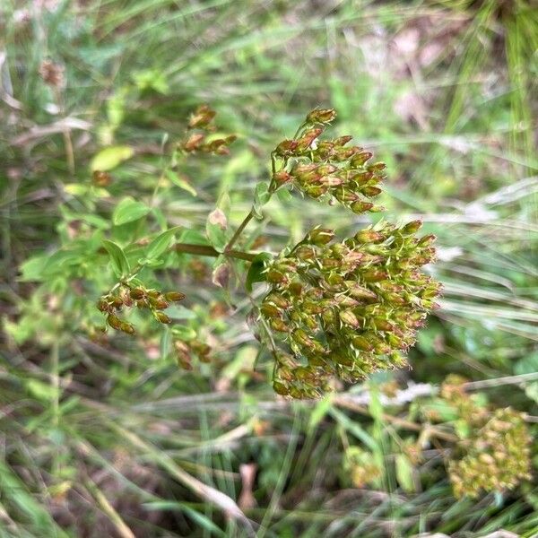 Hypericum tetrapterum Flower