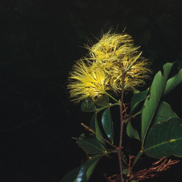 Inga pilosula Flower