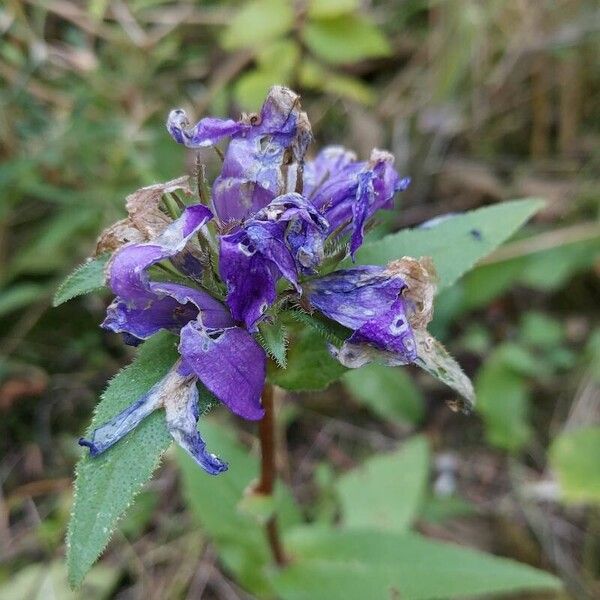 Campanula glomerata 花