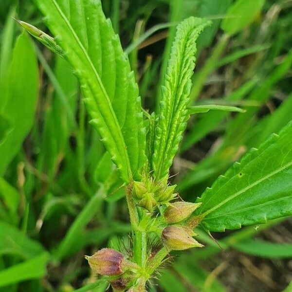 Corchorus trilocularis Máis