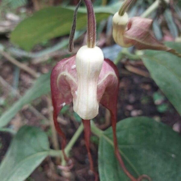 Aristolochia littoralis Flower