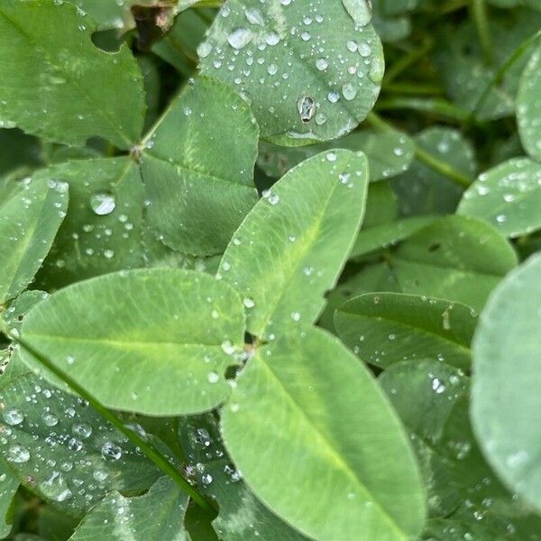 Trifolium fragiferum Blad