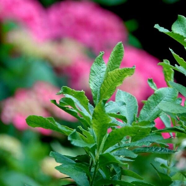 Rhododendron luteum Blad