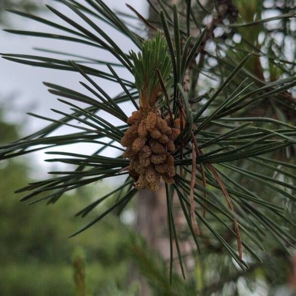 Pinus sylvestris Blüte