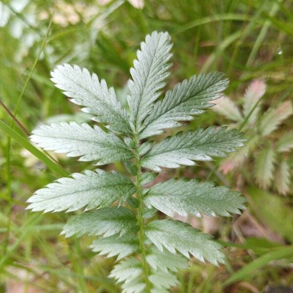 Argentina anserina Leaf