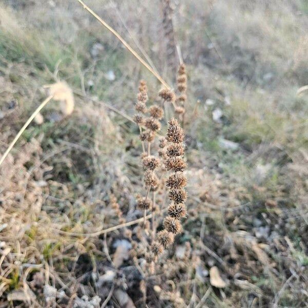 Marrubium vulgare Flor