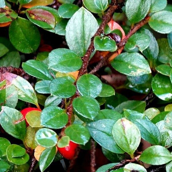 Cotoneaster microphyllus Hoja