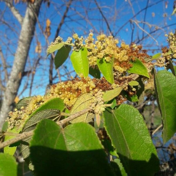 Guazuma ulmifolia Květ