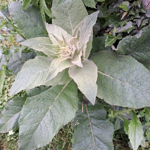 Verbascum densiflorum Leaf