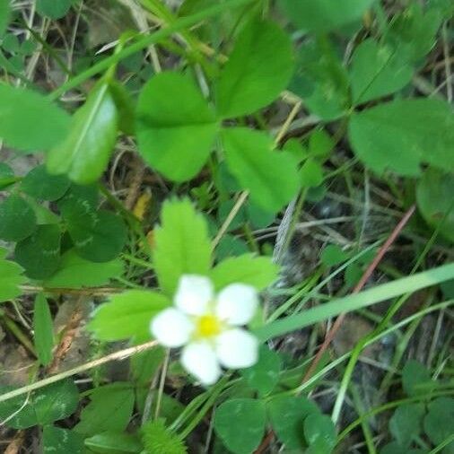 Potentilla sterilis Blomst