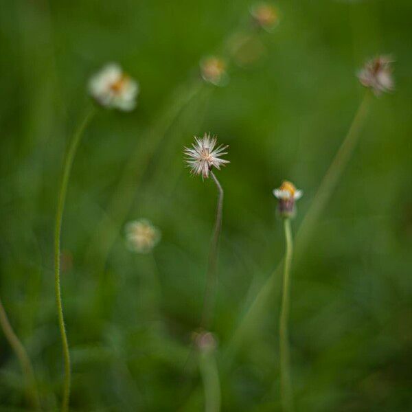 Tridax procumbens Flower