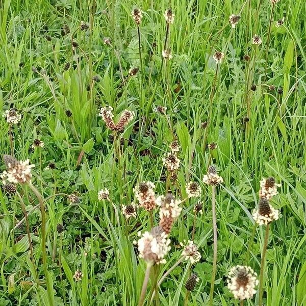 Plantago argentea 花