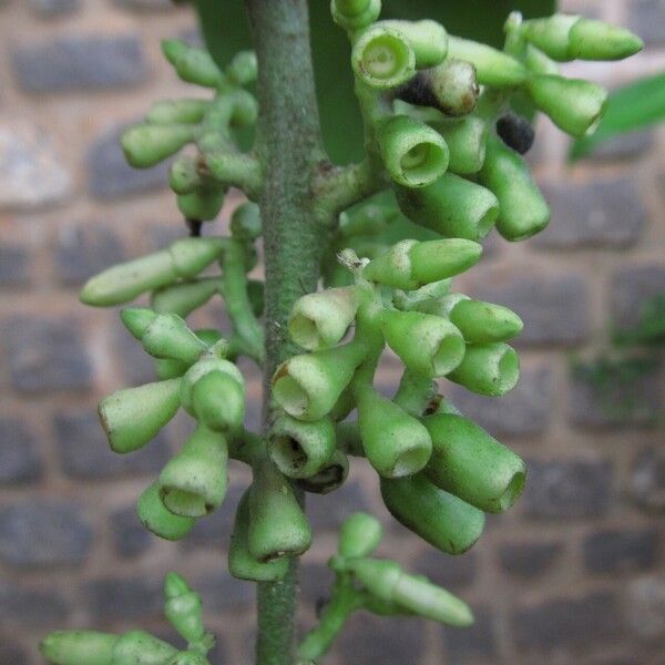 Bertiera racemosa Fruto