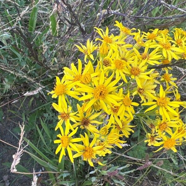 Jacobaea paludosa Flor