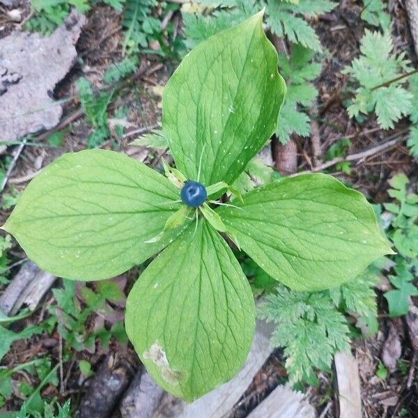 Paris quadrifolia Leaf