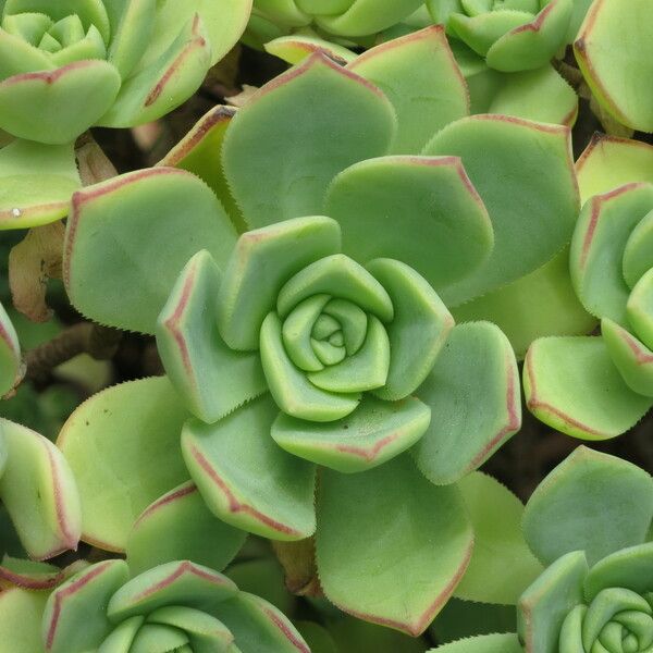 Aeonium valverdense عادت داشتن