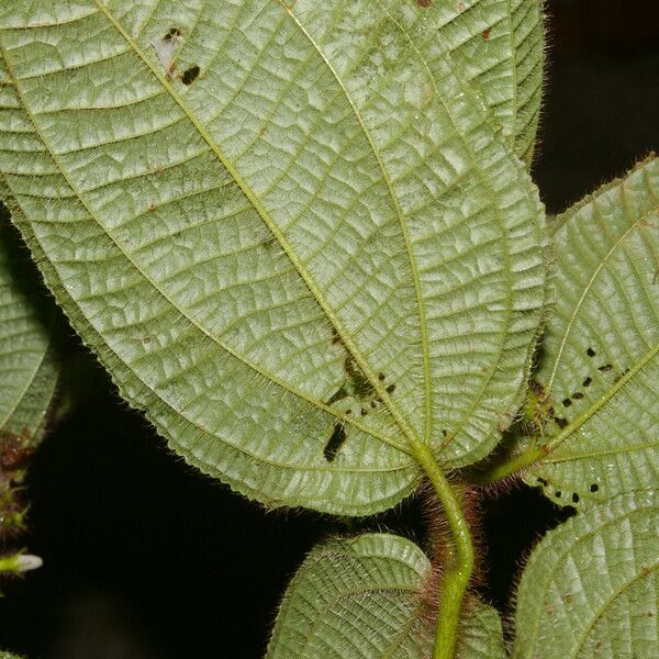 Miconia crenata Ліст