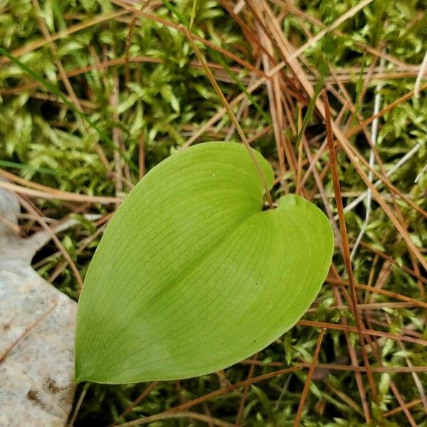 Maianthemum canadense List