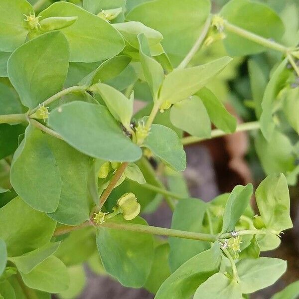 Euphorbia peplus Owoc