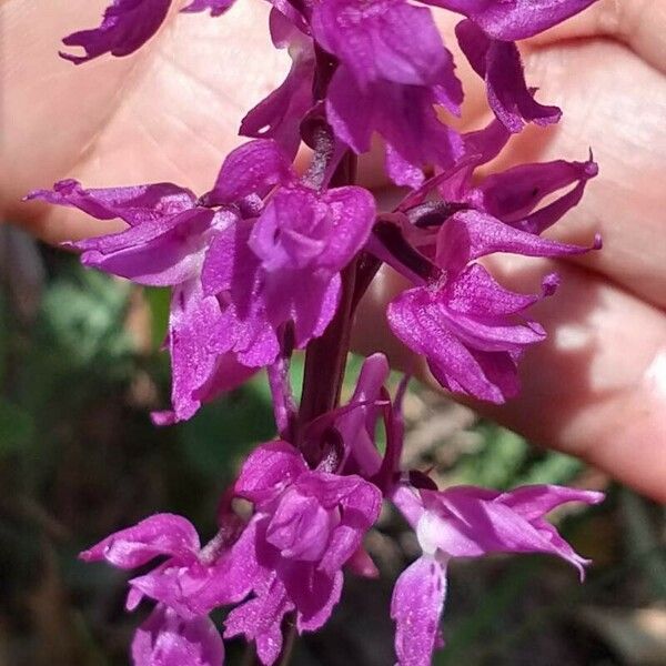 Orchis mascula Flower