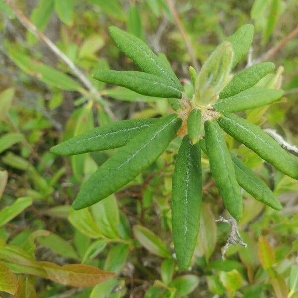 Ledum palustre Leaf