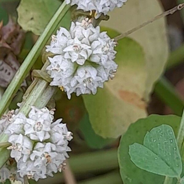 Cuscuta approximata Flor