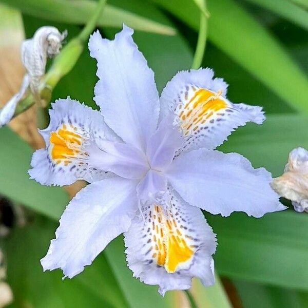 Iris japonica 花