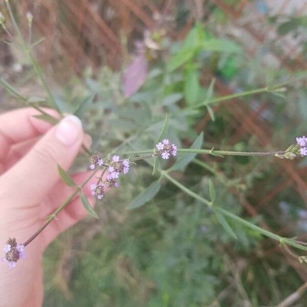 Verbena litoralis Blüte