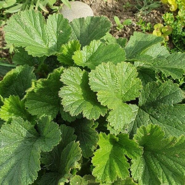 Geum coccineum Blad