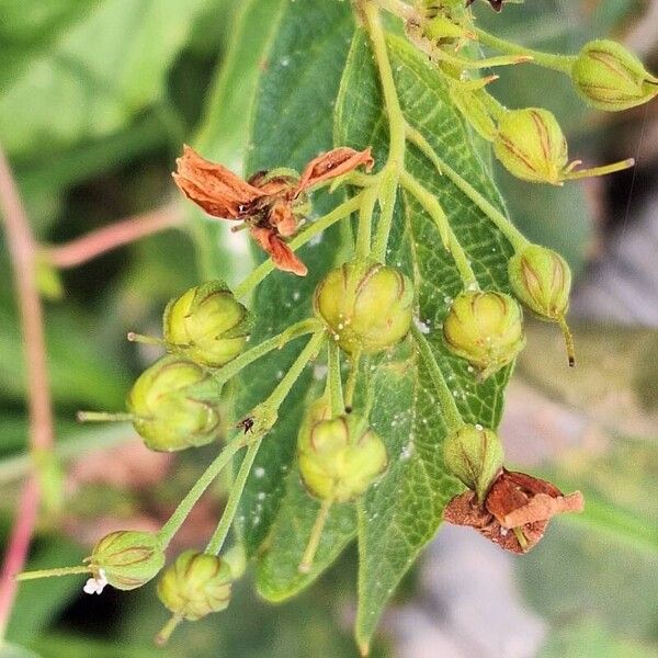 Lysimachia vulgaris Blomst