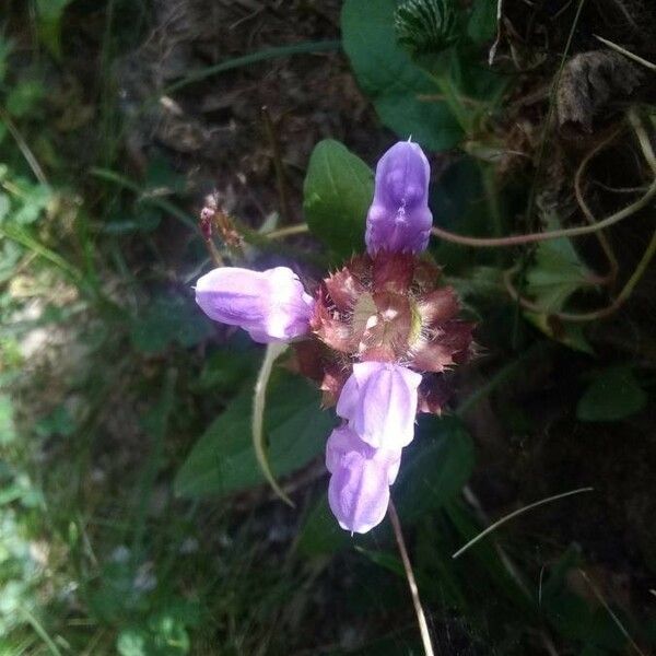 Prunella grandiflora फूल