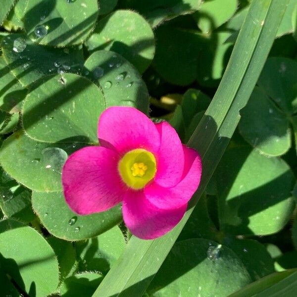 Oxalis purpurea Flor