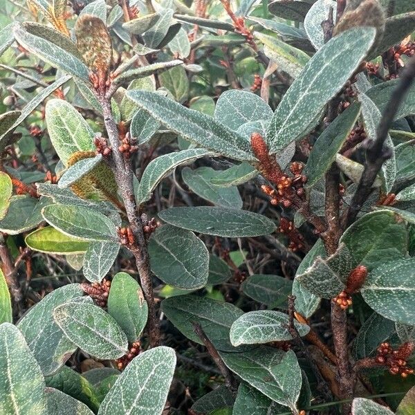 Shepherdia canadensis Leaf