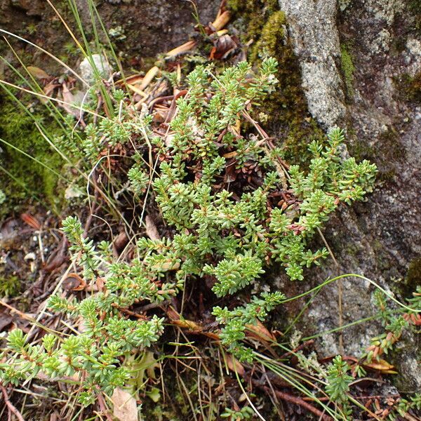 Empetrum nigrum Habitus