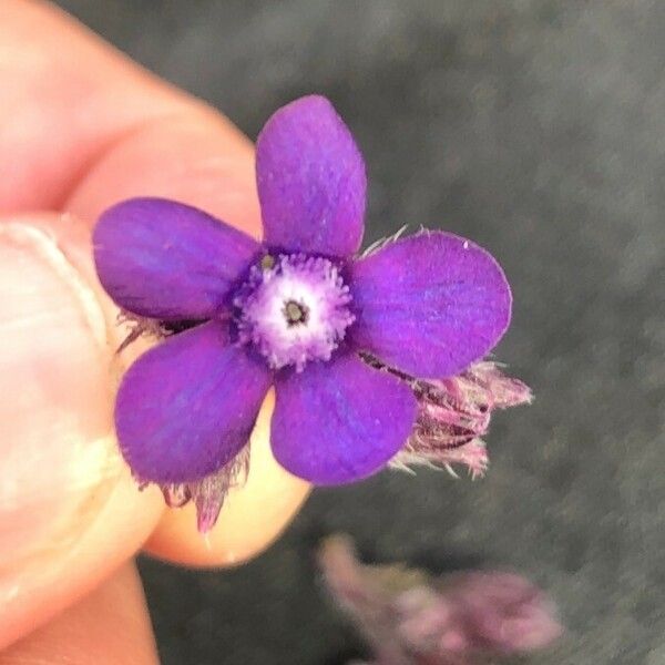 Anchusa azurea Flower