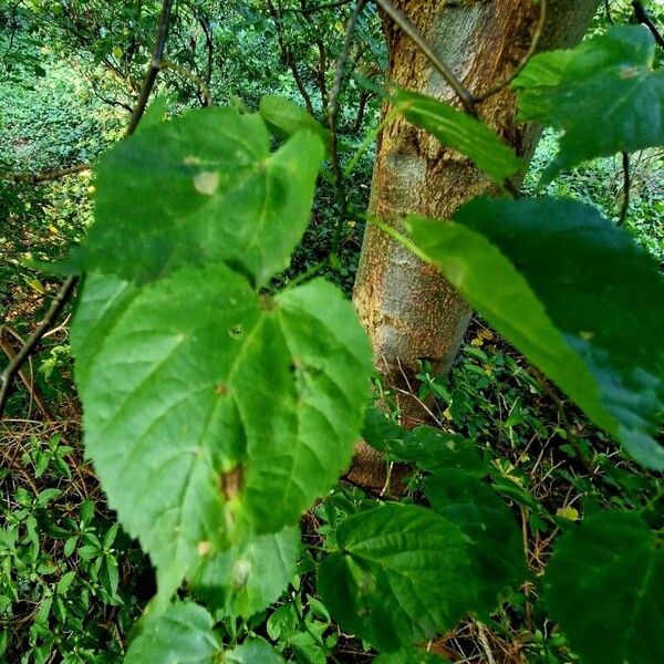 Tilia americana Feuille