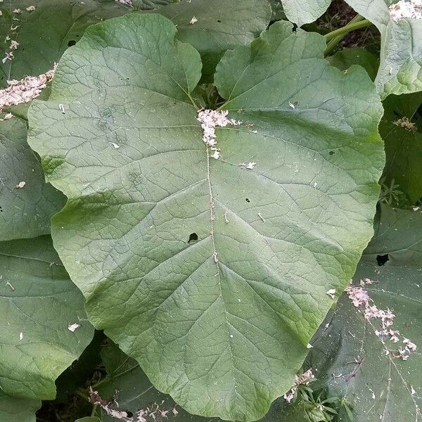 Arctium lappa Frunză