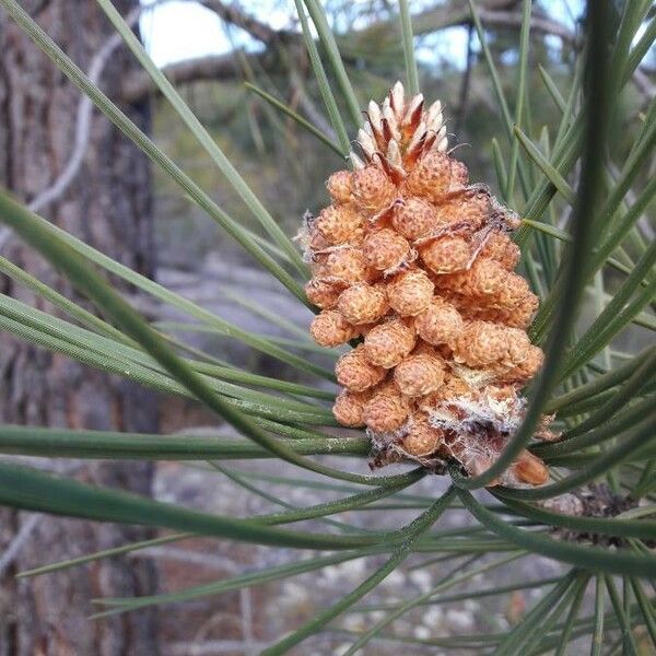 Pinus pinaster 花