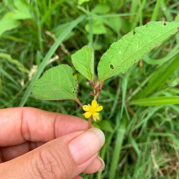 Corchorus aestuans Fiore