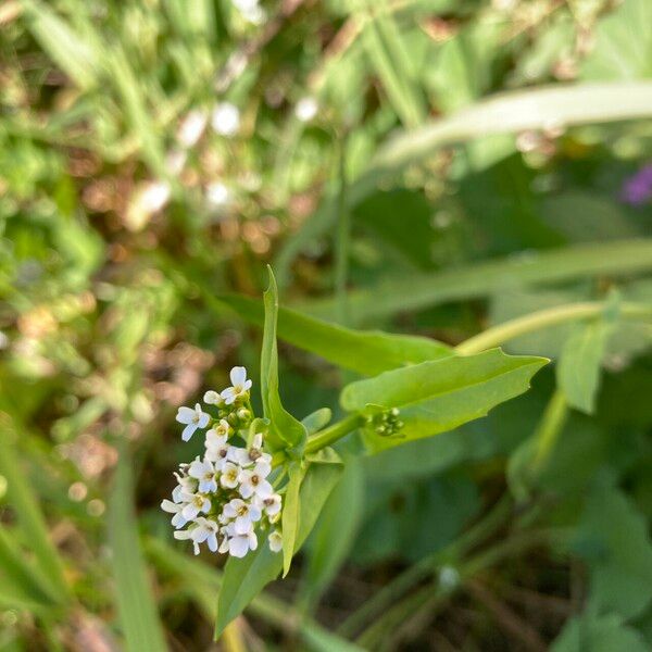 Calepina irregularis Flor