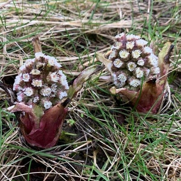 Petasites hybridus Blodyn