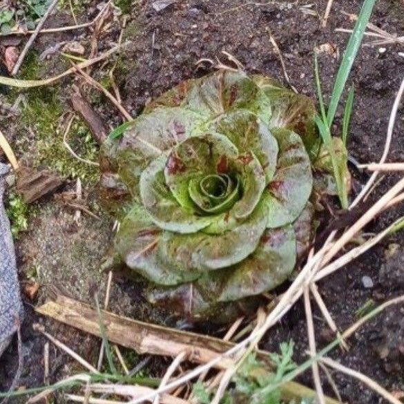 Lactuca sativa Feuille