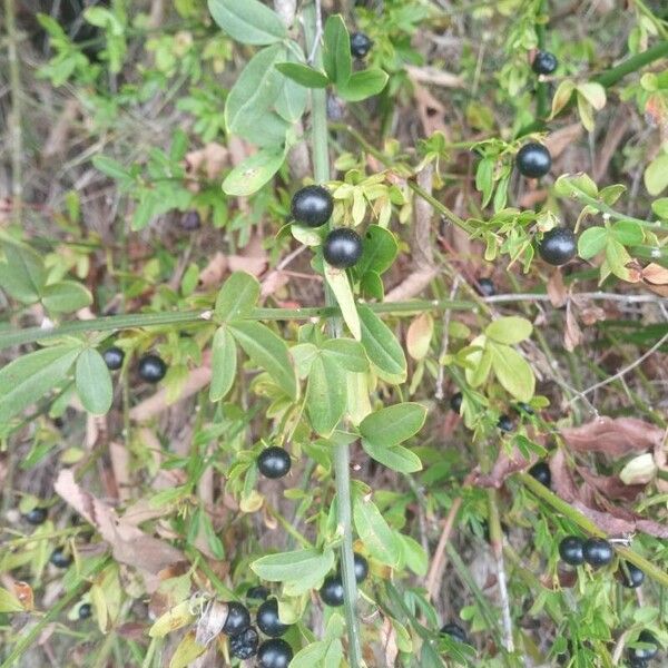 Jasminum fruticans পাতা