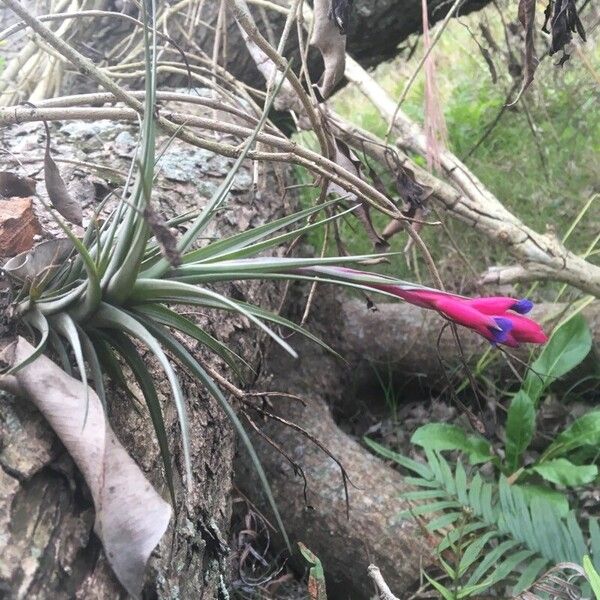 Tillandsia stricta 花