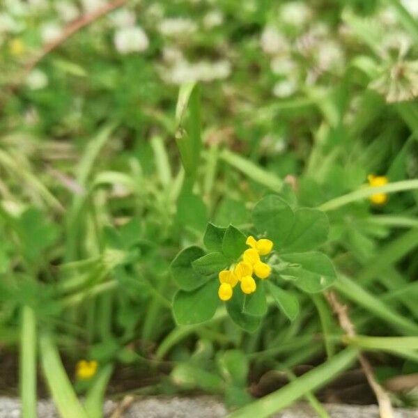 Lotus ornithopodioides പുഷ്പം