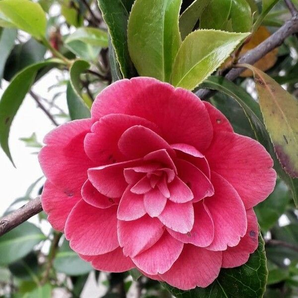 Camellia japonica Flower