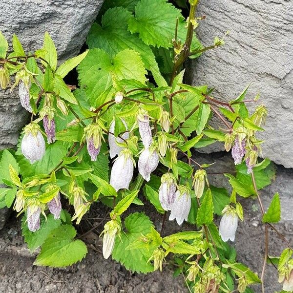 Campanula punctata Elinympäristö